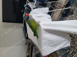 Derbyan parrot