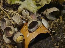 Small Colony of Snow White Isopods (Porcellio Laevis) + you will get a small amount of White Springtails with your Isopods too