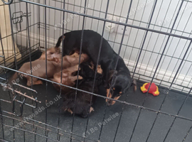Beautiful litter of dachshund puppies