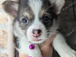 Gorgous dna clear pembs corgi pups