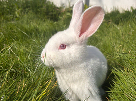 Rabbits for sale