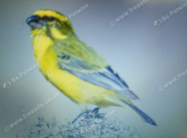 Brimstone canaries or Bully canaries