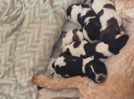 2 male 7week 4 day old sprocker pups