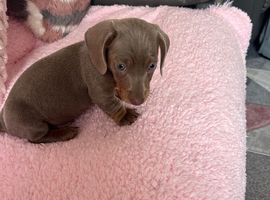 Dachshund