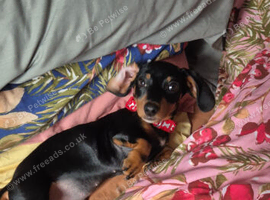Miniature Dachshund For Sale