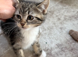 Beautiful kitten
