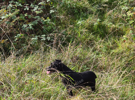 Patterdale bitch working