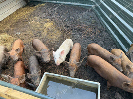 Kune Kune & Kune Kune Cross Pigs - Brigg, N Lincolnshire
