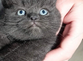 Kitty for sale 4 boys