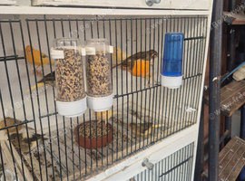 colour canary