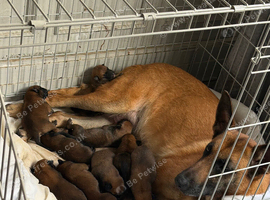 10 Belgian mali puppies for sale
