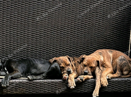 Alapaha blue blood bulldog cross staffy