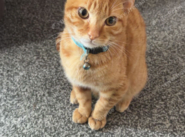 Kitten for rehome / male