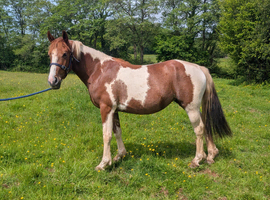 Coloured welsh x sport horse