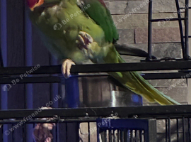Alexandrine parrot male semi tame