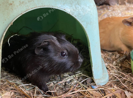3 male guinea pigs looking for their forever homes