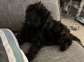 F1 cavapoo