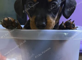 Beautiful Dachshund puppy