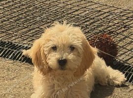 Cockapoo pup