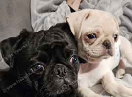 a good home for two pugs
