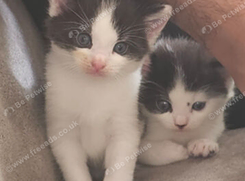 Gorgeous Half-Ragdoll Cross Kittens Looking for Loving Forever Homes