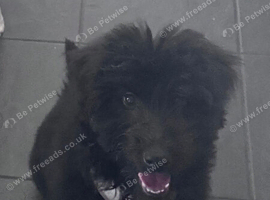 Teddy 7 months old