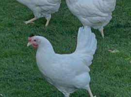White star 18 wks old pol .