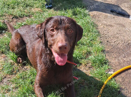 chocolate Lab STUD!!