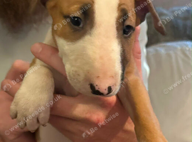 4 month old bull terrier
