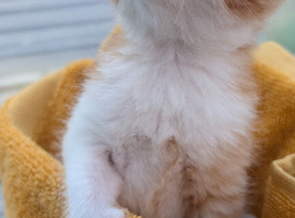Kittens