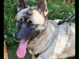 4 year old male akita