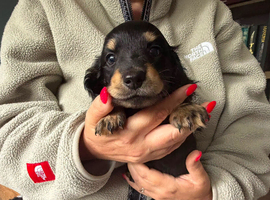 3 male miniature dachsunds