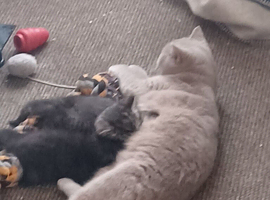 Kitten for a new home