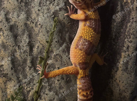 Female albino leopard gecko