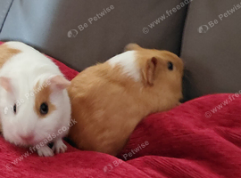 2 female baby sisters