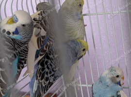 This summer s babies for sale