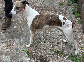 Pure whippet