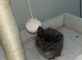 Grey Domestic short haired male kitten