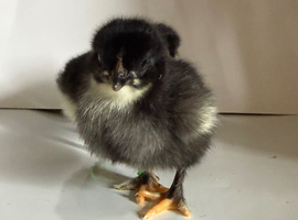 Chicks  Weekend Offer 1 free chick