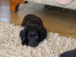 Working cocker spaniel female puppy