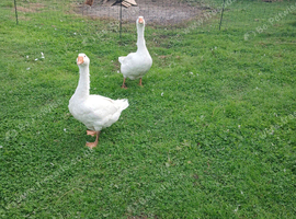 Embden Geese for Sale