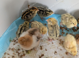 Eggs, Day olds to 4 weeks old