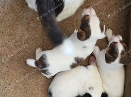 Jack Russel Puppies