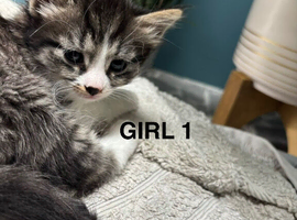 Beautiful kittens