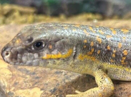 Berber Skinks at Birmingham Reptiles