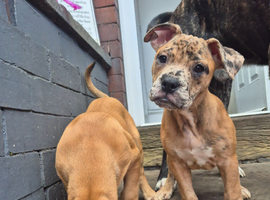 Cane corso mix puppies