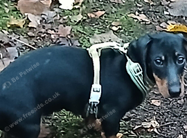 Mother and pup for sale Rosa 20 months old and luka 20 weeks old