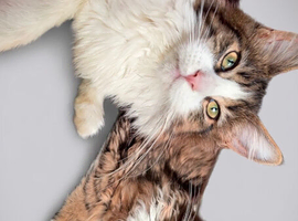 Two lynx maine coon kittens (female)