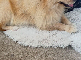 Male pomchi puppy's pups lilac