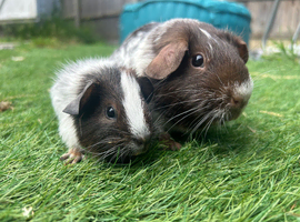 Mum and baby bonded pair